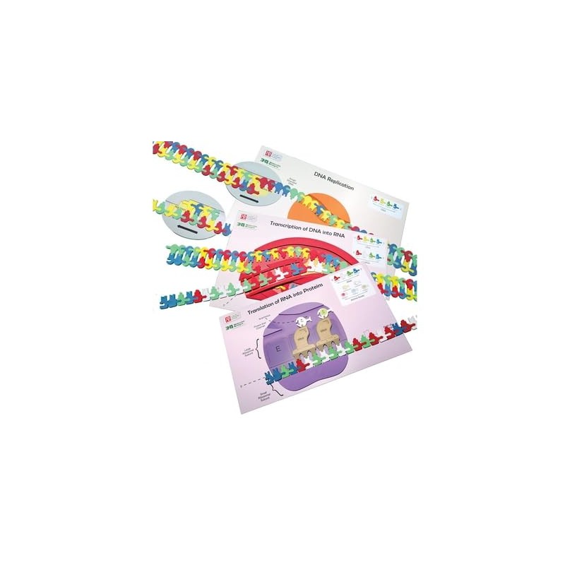 Flow of Genetic Information Kit©