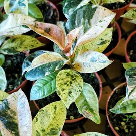 Malibu tropical Ficus Shivereana Moonshine Variegated live plant ,Ficus Marble- in 4" pot - CA