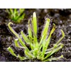 Doter Carnivorous Plant Soil Mix for Repotting 4 QT, All