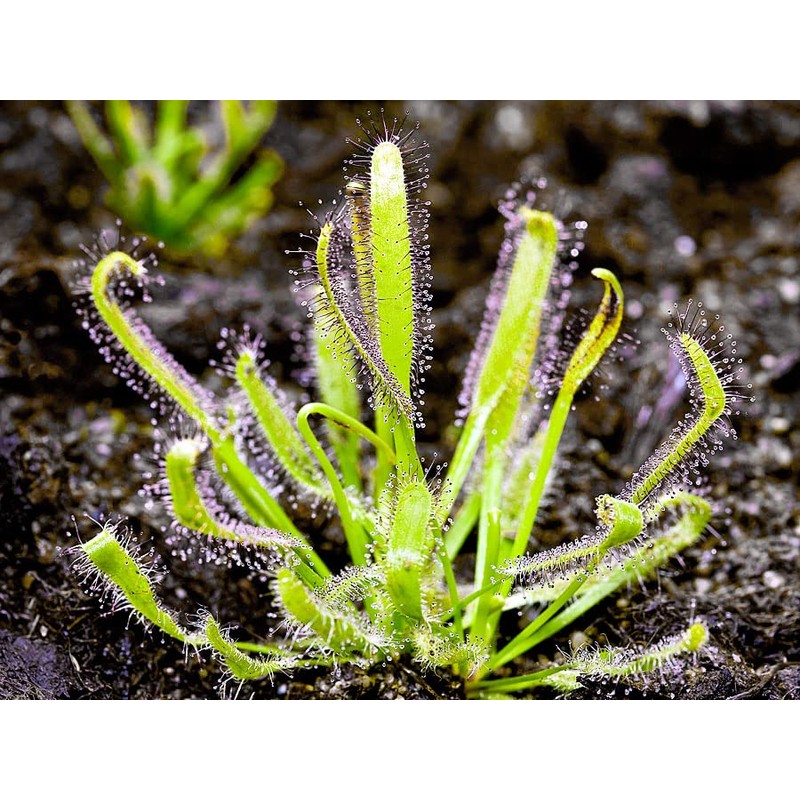 Doter Carnivorous Plant Soil Mix for Repotting 4 QT, All