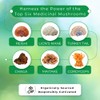 Qi to Life Syner'Qi Mushroom Supplement Powder - Six Functional