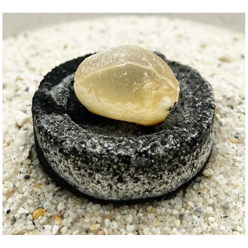 Incense Oman Superior Hojari - Boswellia Sacra - 1st Quality