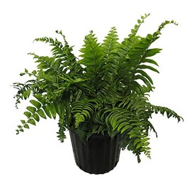American Plant Exchange Macho Fern 'Giant Sword' – 10-Inch Pot – Live Air Purifying Tropical Fern, Easy Care Foliage Plant for Home, Office, Garden, or Landscape Decor