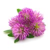 Red Clover Tops - Trifolium pratense Whole Leaf/Flower by Nature