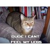 1000+ CATNIP SEEDS - PERENNIAL - BUG REPELLING - NON