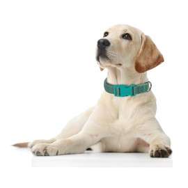 Reflective Dog Collar Orange, Highly Reflect Safety Neoprene Padded Basic Durable Soft Nylon Hunting Puppy Collar Adjustable for Xs Small Medium Large Boy Girl Pet Dogs Cats, Orange S