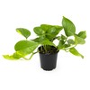 Altman Plants Golden Pothos Plant Live House Plant Live Plants,