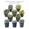 Altman Plants Assorted Cactus Collection 2.5" 12 pack