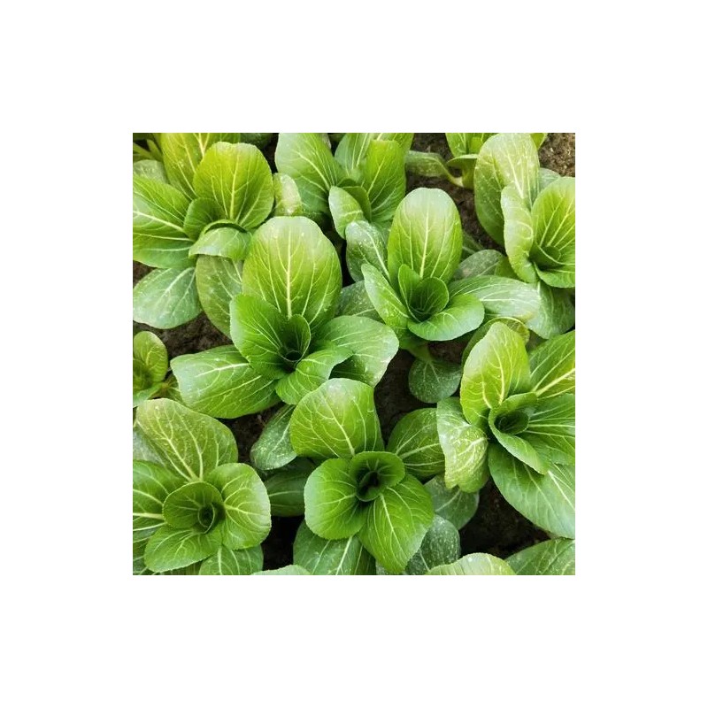 ATLAS Brassica -Atlas Crisp