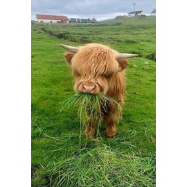 Cute Cow Print Journal 6" x 9": Lined Notebook