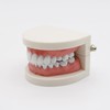 Dental Caries Study Tool Adult Standard Typodont Demonstration Teeth Model