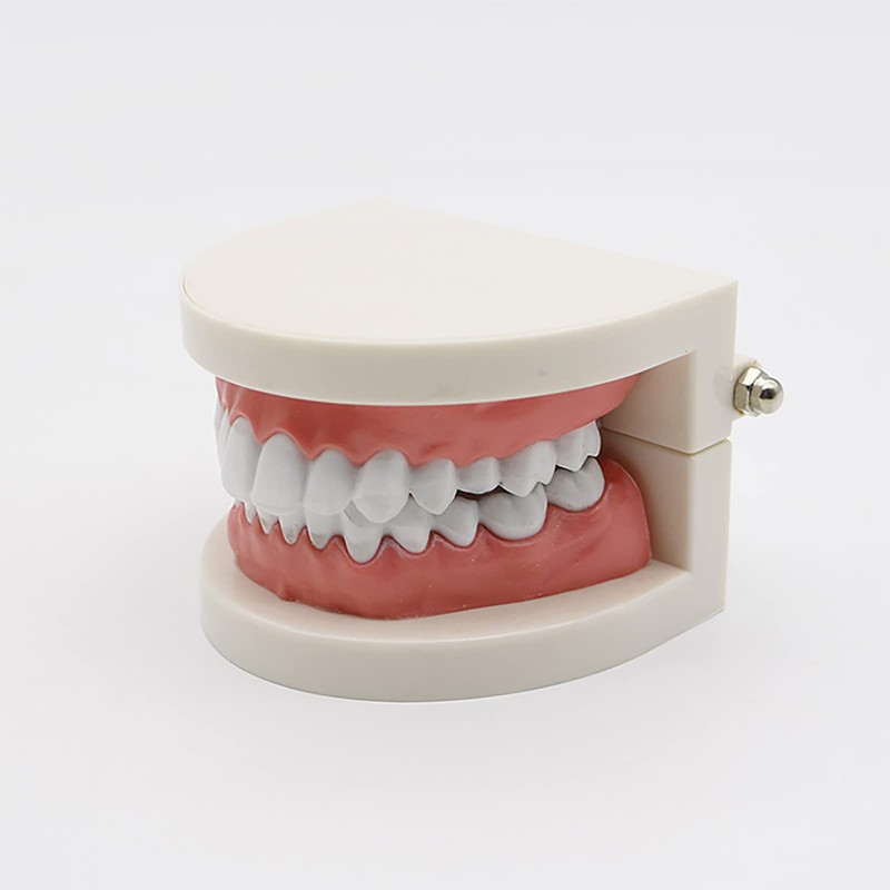 Dental Caries Study Tool Adult Standard Typodont Demonstration Teeth Model