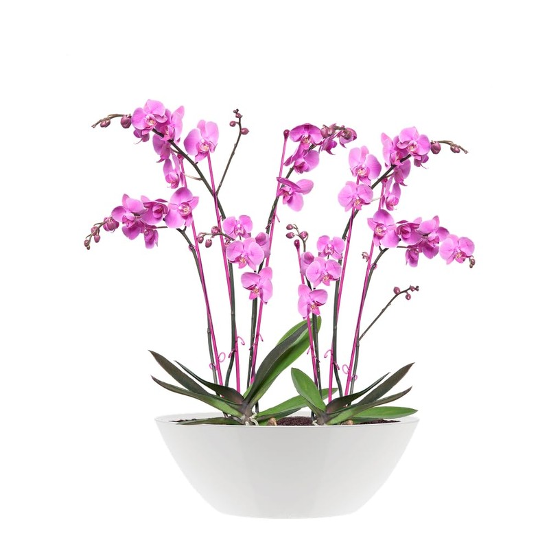 elho Brussels Diamond Oval 36 - Flower Pot for Indoor