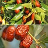 Dried Red Date Slices, Sliced Jujube - 5.3oz (150g) |