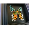 Real Framed Sunset Moth Display Shadow Box