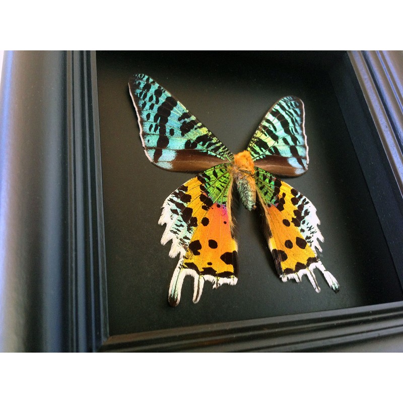 Real Framed Sunset Moth Display Shadow Box