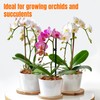 3 Oz Sphagnum Moss for Orchids - Sukh Sphagnum Peat