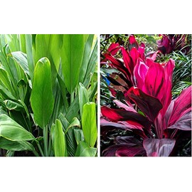 Hawaiian Tropical Flower Plant Roots - Bamboo Orchids - Hibiscus - Ginger -Ti Logs (Combo Ti Log)