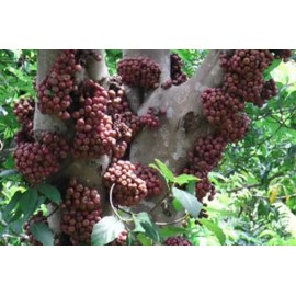 Buy Rare Seeds Ficus racemosa | Indian Cluster Fig Tree | Goolar | Gular | 200_Seeds