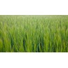 Indigo Herbs Organic New Zealand Barley Grass Powder 100g