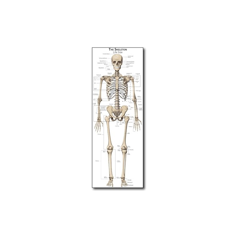 Life Size Skeleton bones named Poster for classroom or lab