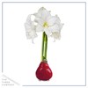 Waxed Amaryllis Bulb - Red Wax, Red Blooms - Easy