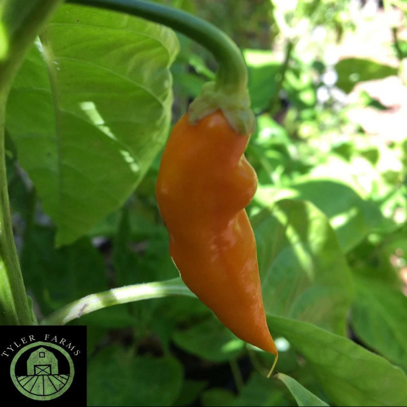 Tyler Farms 10+ Datil Pepper seeds | Exotic hot chile,