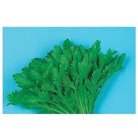 Chrysanthemum Greens Seeds - Garland Round Leaved Chrysanthemum Coronarium - for Culinary Use