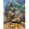 Large: 6 Floating Java Moss Balls Live Aquarium Plant Decoration.