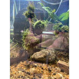 Large: 6 Floating Java Moss Balls Live Aquarium Plant Decoration. Aquarium Grown
