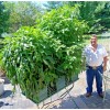Frontier Seed Co USA EMERALD GIANT pepper seeds NON-GMO GIANT