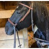 brown and black side pull hackamore attachment bitless bridle, horse