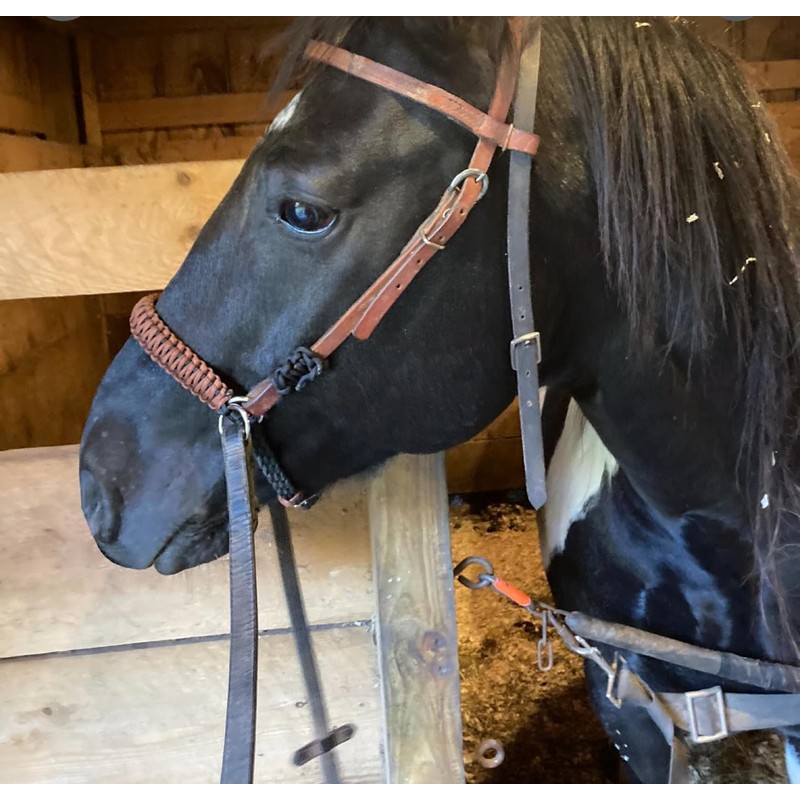 brown and black side pull hackamore attachment bitless bridle, horse