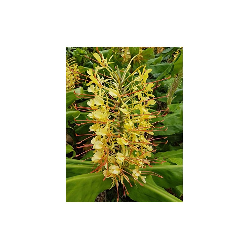 Kahili Yellow Ginger Root Hawaiian - Apx. 1 Inch #1