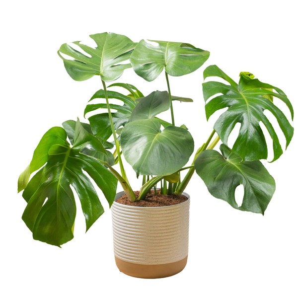 Costa Farms Monstera Swiss Cheese Plant, Live Indoor Plant, Easy to Grow Split Leaf Houseplant in Indoors Decor Planter Pot, Housewarming, Decoration for Home, Office, and Room Decor, 2-3 Feet Tall