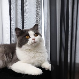 PHILEASY Window Sheer Black Curtains 108 Inches Long 2 Panels Black Sheer Curtains Sheer Curtain Clear Transparent Basic Rod Pocket Panel 15 Colors 10 Size for Bedroom Living Room Yard Kitchen