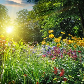 Organic Bouquet Cutting Flower Mix - 1 Oz ~6,000+ Seeds - 6 Varieties to Attract Butterflies, Bees, & Other Pollinators - Ideal Blooms That Last in Vases & Bouquets - Pollinator & Cut Flower Mix