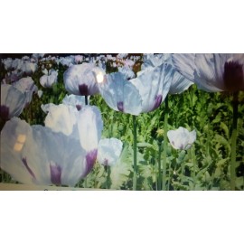 trustin  god farms Poppy flowers seeds 1LB