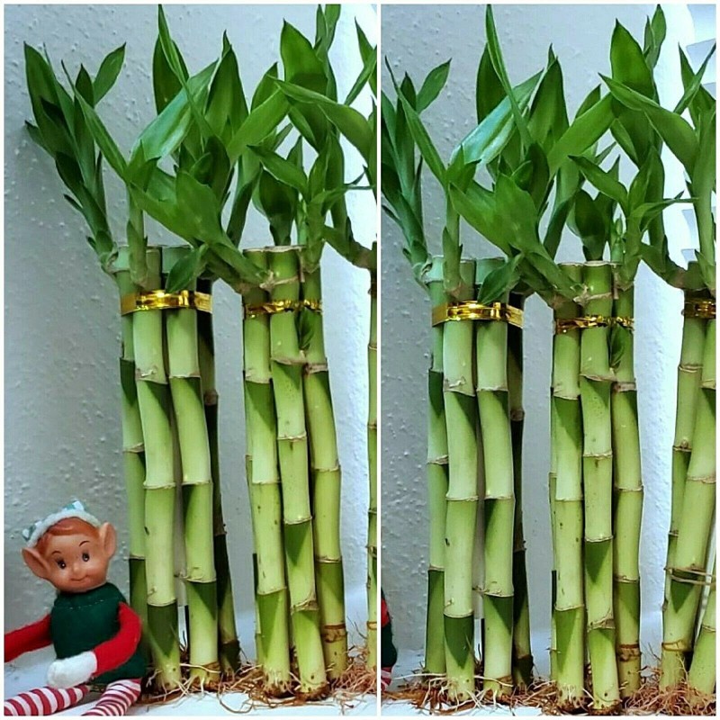 Lucky Bamboo 7 Lucky Bamboo Plants 6 inches, FREE BUTTERFLY