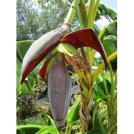 Chiquita Banana Grand Nain Tree - Great Dwarf Live Banana Plant