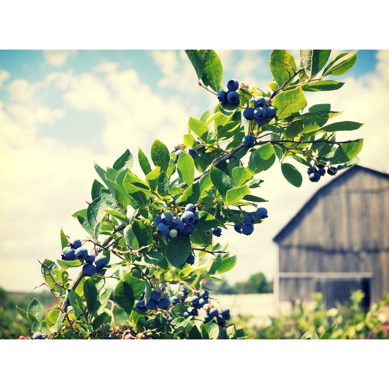 FruitCeuticals Organic Blueberry Powder Made with 100% Whole Fruit Wild