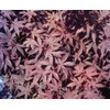 Acer palmatum 'Bloodgood' Seeds
