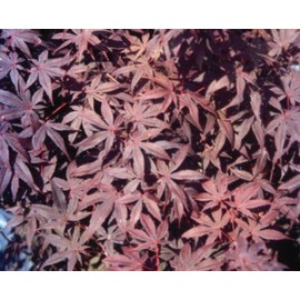 Acer palmatum 'Bloodgood' Seeds
