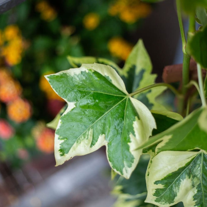 Angyo Star Fatshedera (3 Gallon) Evergreen Vine with Variegated Green
