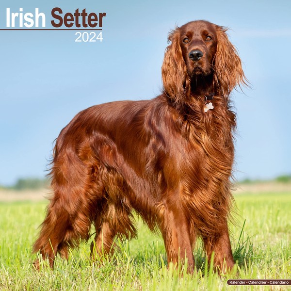 Irish Setter - Irish Setter 2024 - 16-Monatskalender: Original Avonside-Kalender