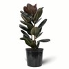 Ficus Burgundy Rubber Tree, Bush Form Live Tropical Plant (7GAL