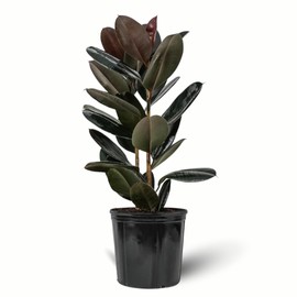 Ficus Burgundy Rubber Tree, Bush Form Live Tropical Plant (7GAL Pot, 4-5FT)