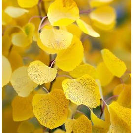 Populus tremuloides (Quaking Aspen) Tree Seed by MySeeds.Co, Leaf Color ranges from Light Green to a Vibrant Yellow, You Choose The Amount (1 Gram)
