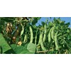 Greek Gigantes Beans 20+ fresh seeds