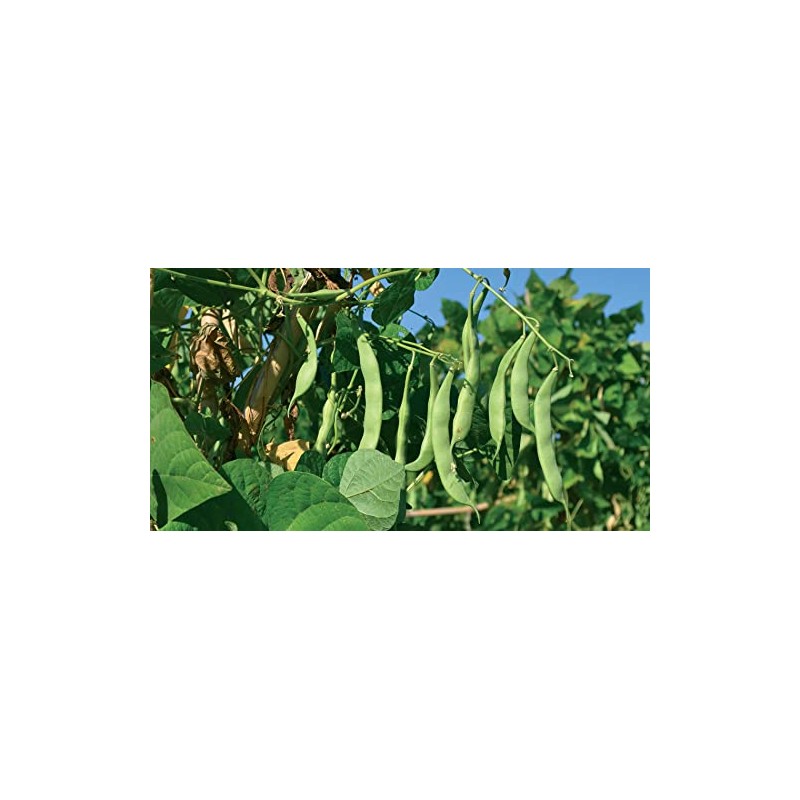 Greek Gigantes Beans 20+ fresh seeds